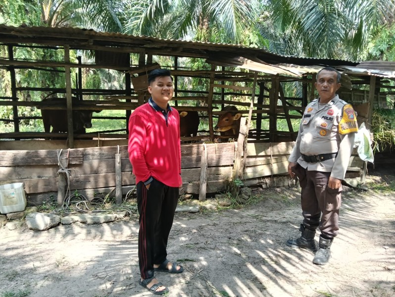 Melalui DDS, Polsek Kemuning Dorong Pengembangan Peternakan Sapi Demi Ketahanan Pangan Nasional