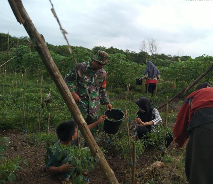 Babinsa Koramil 03/Tpl Bantu Warga Panen Cabai