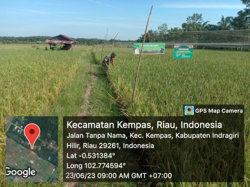 Demplot Padi Mulai Menguning, Babinsa Koramil 03/Tempuling Intens Lakukan Pemantauan