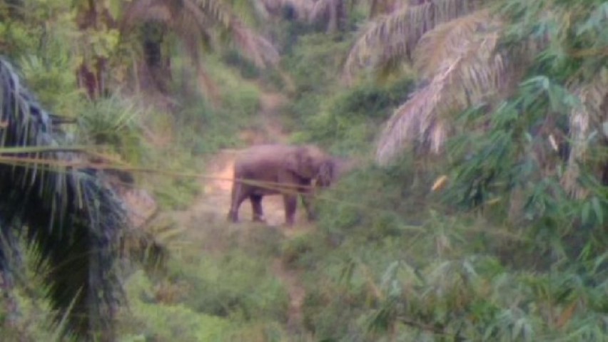 Belasan Gajah Liar Masuk ke Perbatasan Kota Pekanbaru