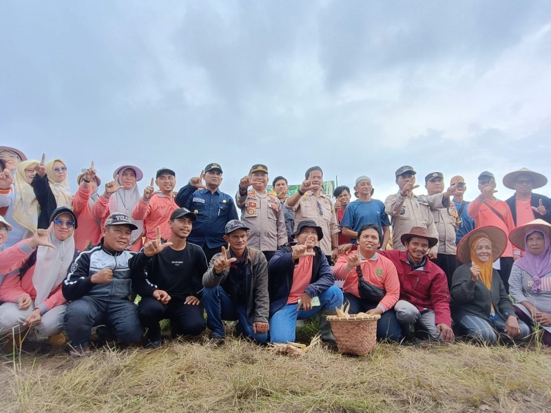 POLSEK BATANG TUAKA DUKUNG PANEN RAYA JAGUNG DI KUALA SEBATU