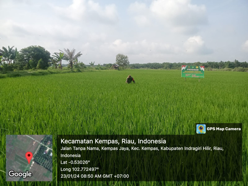 Ciptakan Ketahanan Pangan, Babinsa Koramil 03/Tempuling Rawat Tanaman Padi