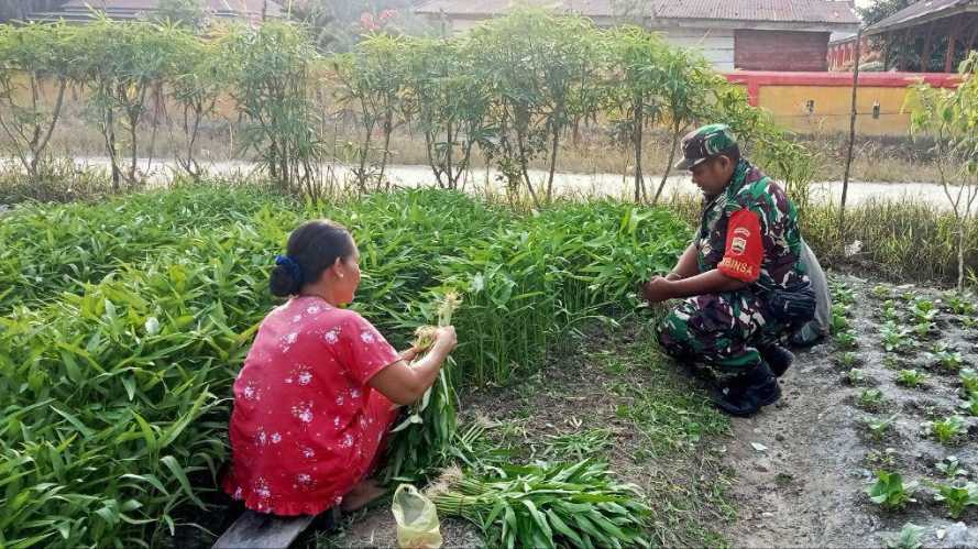 Dukung Hanpang, Babinsa Koramil 04/PP Bantu Petani Panen Sayur di Desa Sungai Beras Hilir