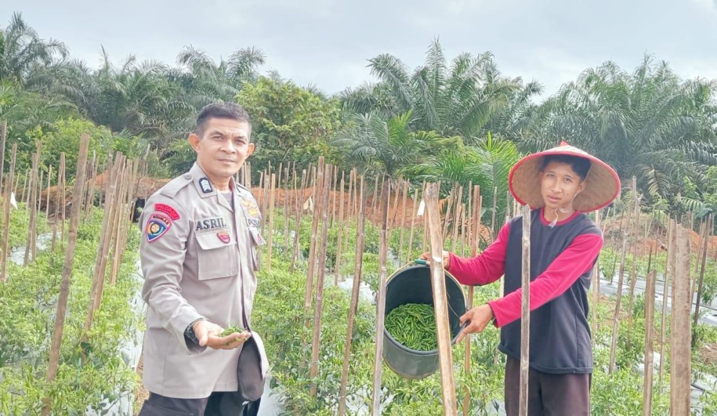 Polsek Batang Cenaku Tinjau Lahan Cabai Rawit Milik Warga, Wujud Dukungan Polri kepada Petani