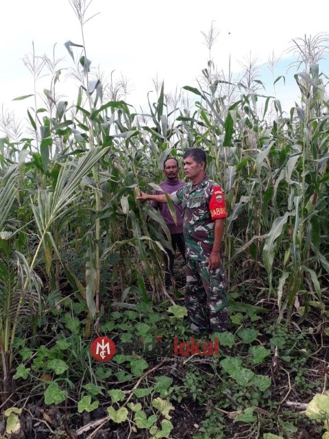 Canda Tawa Babinsa Koramil 04/Kuindra Bersama Petani Didalam Kebun Jagung  Canda Tawa Babinsa Koramil 04/Kuindra Bersama Petani Didalam Kebun Jagung