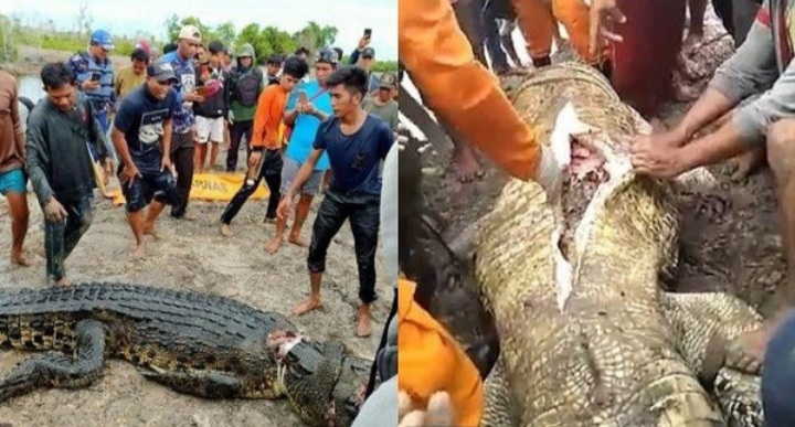 Ngeri, Wanita Ini Tewas Mengenaskan, Tubuhnya Remuk Terpotong di Perut Buaya Ngeri, Wanita Ini Tewas Mengenaskan, Tubuhnya Remuk Terpotong di Perut Buaya