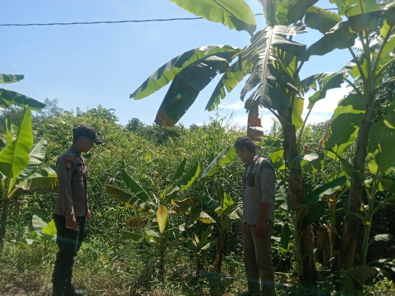 Bripda Rehan Personil Polsek Gaung Sambangi Kebun Pisang Milik Warga Dukung Ketahanan Pangan Nasional