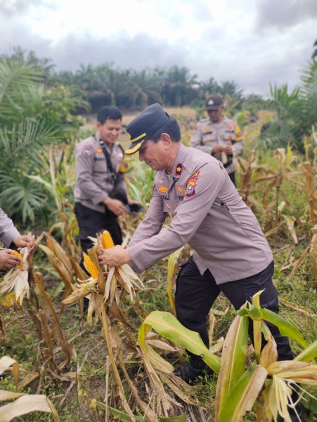 Polsek Kemuning Panen Jagung, Wujud Dukungan Program Asta Cita Presiden RI