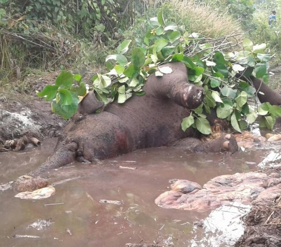 Lagi, Gajah Mati Ditemukan Warga Di Wilayah Balai Raja