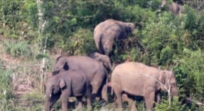 Masuk Pemukiman, Gajah Rusak Tanaman Warga Indragiri Hulu
