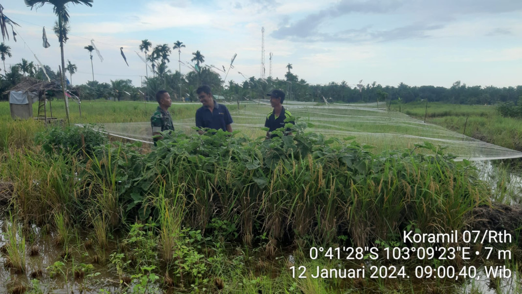 Babinsa Koramil 07/Reteh Tinjau Langsung Lahan Padi Warga di Desa Pulau Kecil