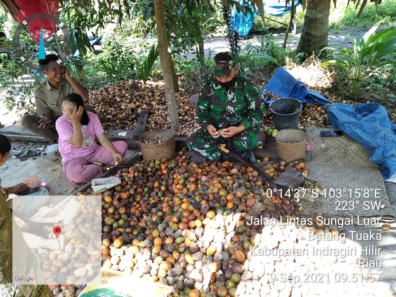 Ikut Ngupas Pinang, Pjs Danramil 12/Batang Tuaka Jalin Komunikasi dengan Masyarakat