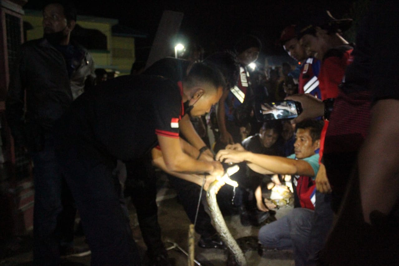 DPKP Inhil Tangkap Ular Sanca Batik di Jalan Perintis Tembilahan