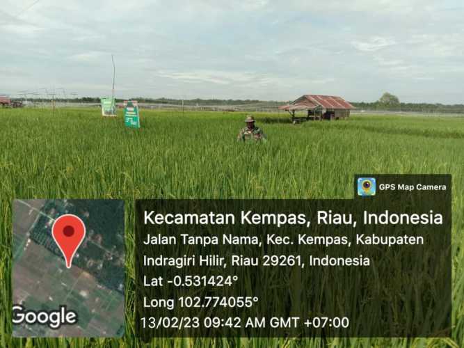 Babinsa 03/Tpl Serma W. Ardian Monitoring Pertumbuhan Tanaman Padi