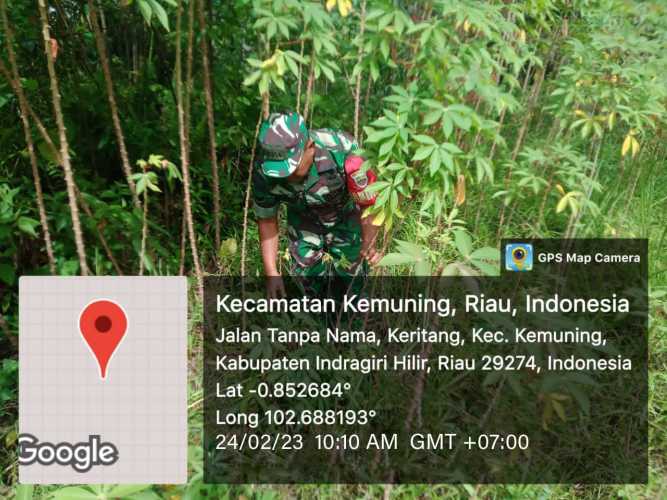 Giat Ketahanan Pangan Oleh Koramil 09/Kemuning Di Binaan