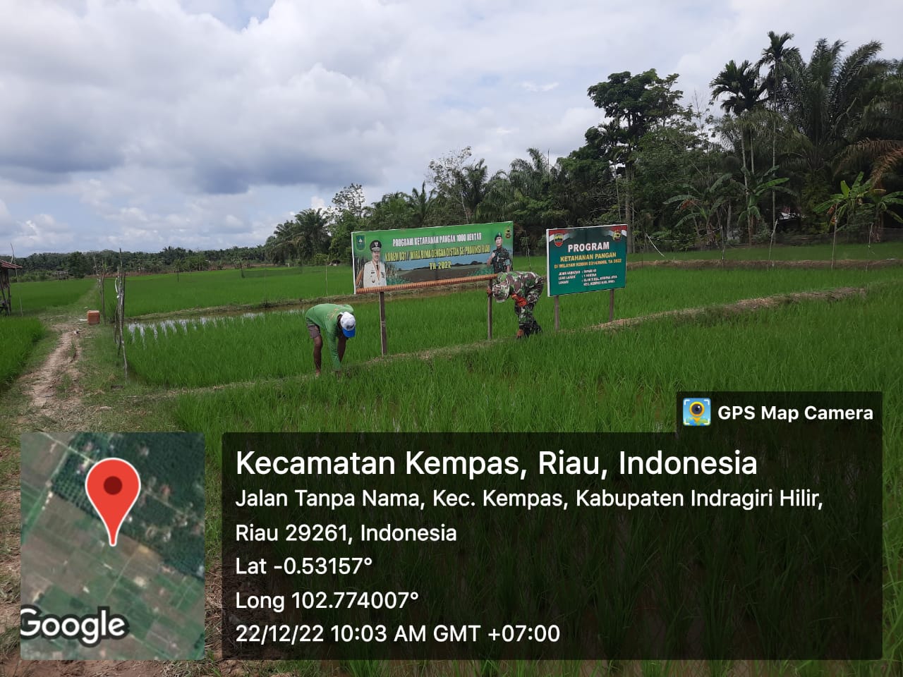 Bersama Petani, Babinsa Koramil 03/Tpl Serma Damrianto Turun ke Sawah