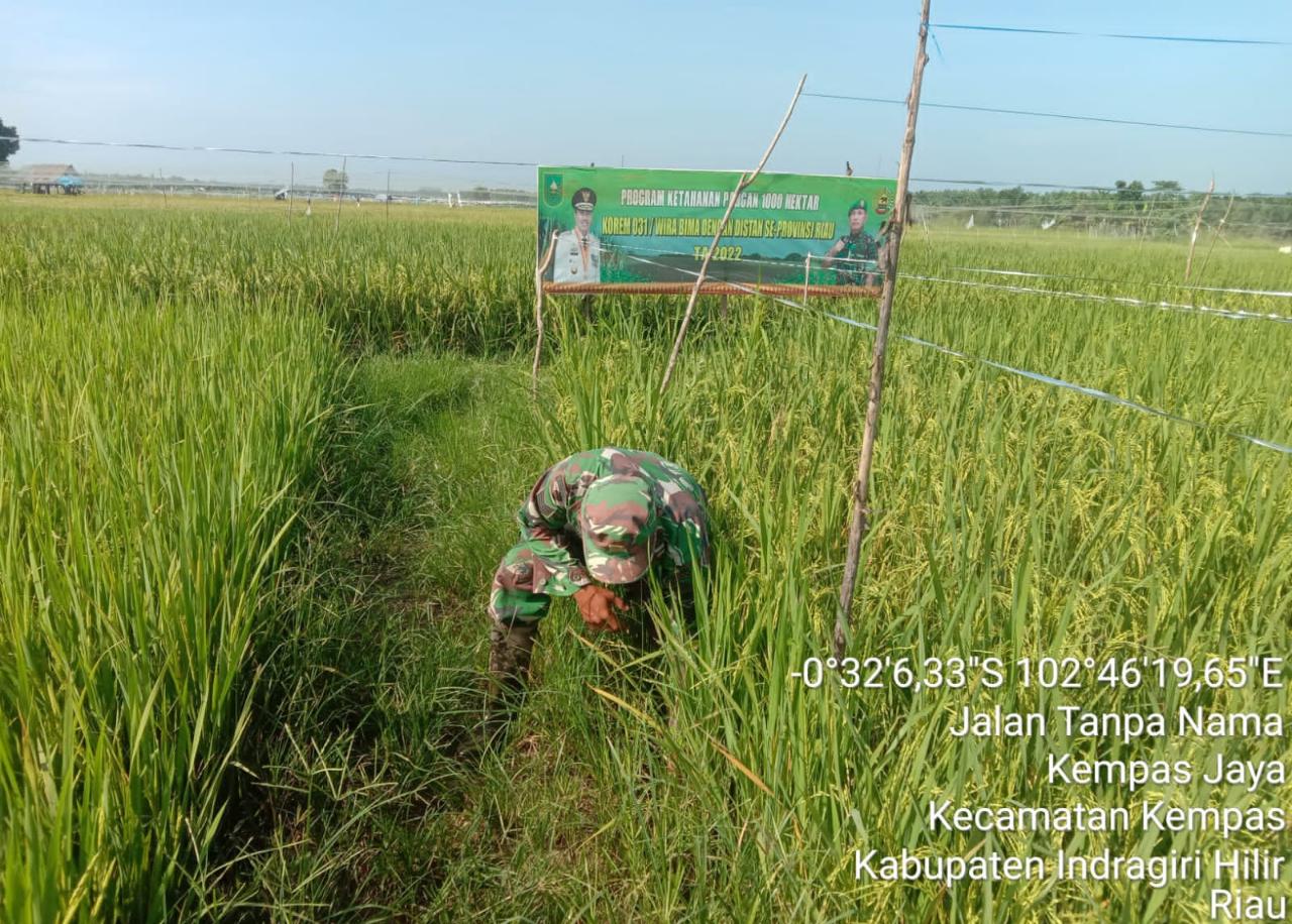 Babinsa Koramil 03/Tempuling Langsung Turun Kesawah Dampingi Petani Mengecek Pertumbuhan Tanaman Padi
