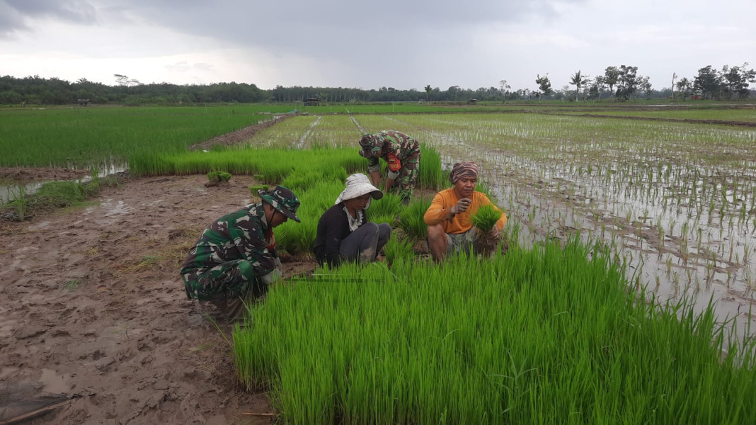 Dampingi Petani, Anggota Koramil 03/Tpl Bantu Tanam Padi di Desa Binaan