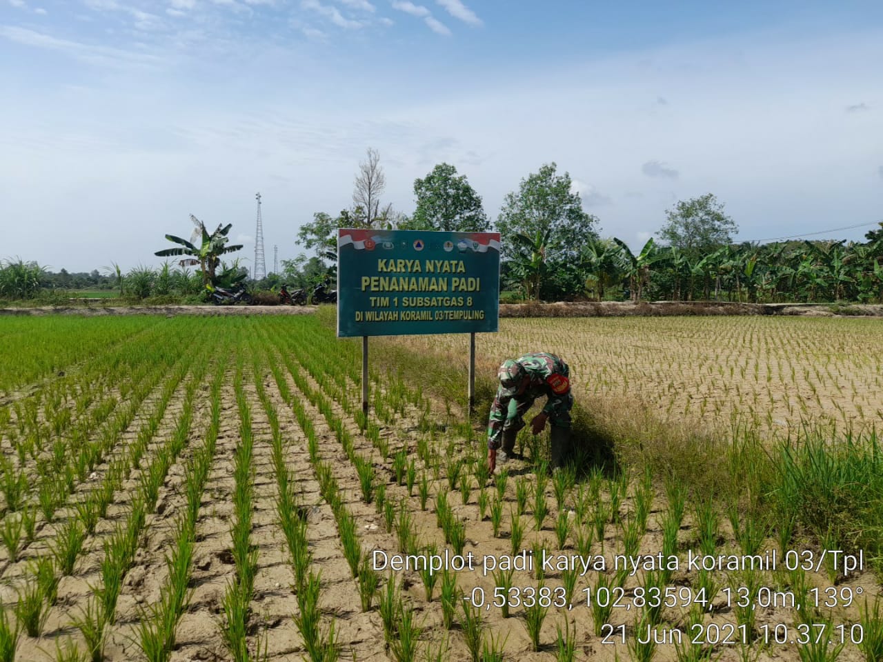 Babinsa Koramil 03/Tempuling Kembali Bersihkan Gulma Pengganggu Tanaman Padi