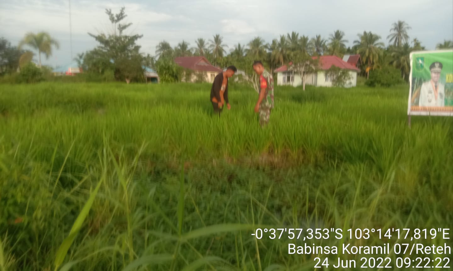 Pembersihan Sawah Dari Rumput dan Hama Siput Oleh Sertu Yadi Yanto