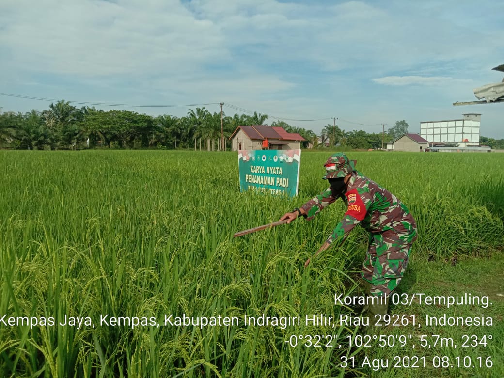 Perkuat Hanpangan, Babinsa Koramil 03/Tempuling Terjun Ke Sawah Rawat Tanaman Padi