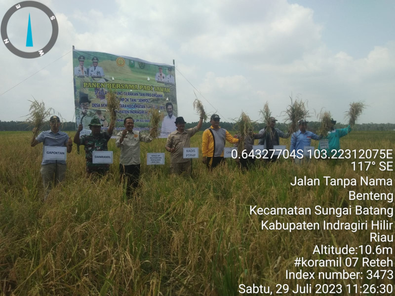 Dukung Program Ketahanan Pangan, Babinsa Kelurahan Benteng Lakukan Kegiatan Panen Padi