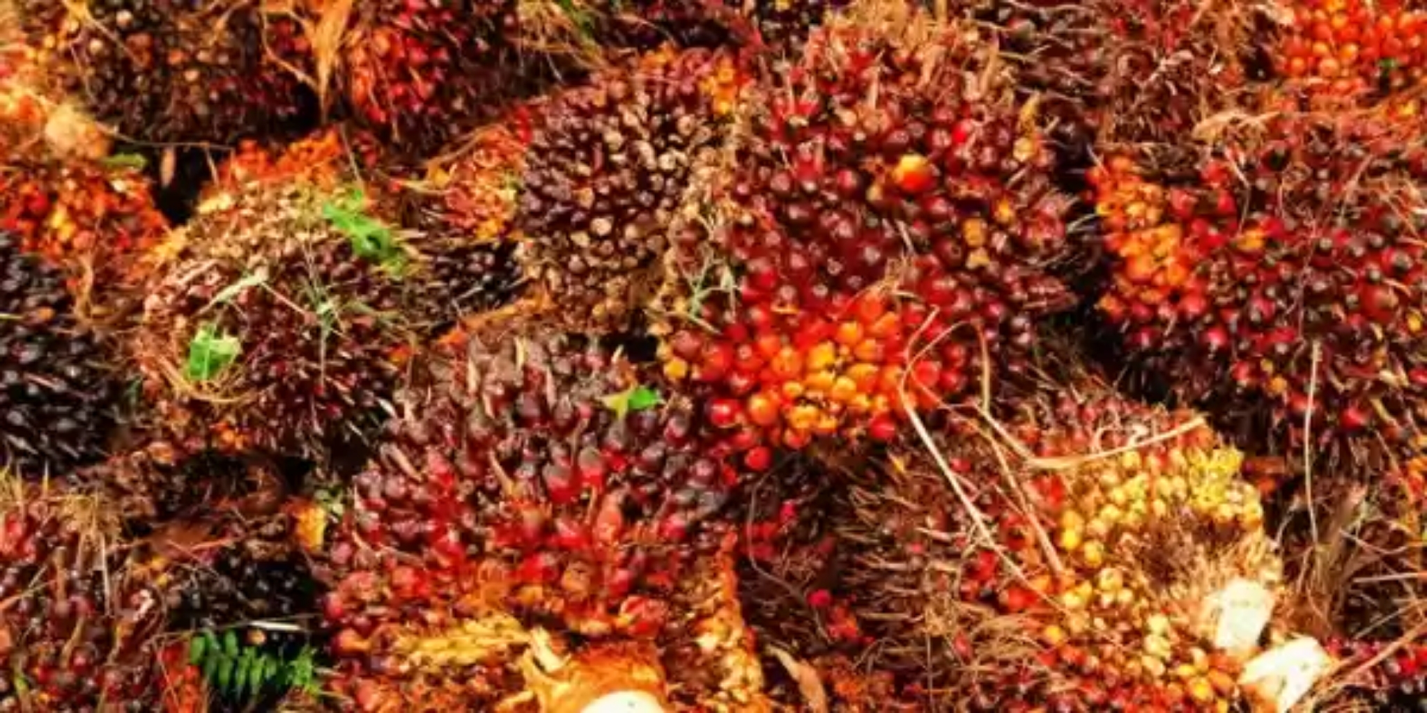 Riau Sumbang 20 Persen Ekspor CPO Indonesia
