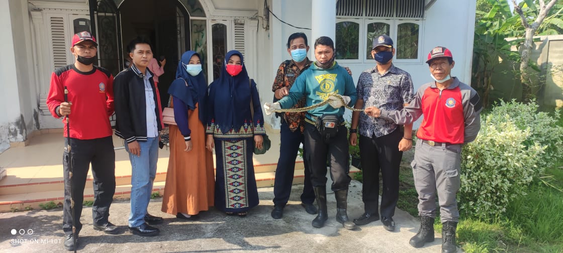 Evakuasi Ular Sanca di Kamar Anak Pak Riyad, Petugas DPKP Inhil Terkena Satu Gigitan