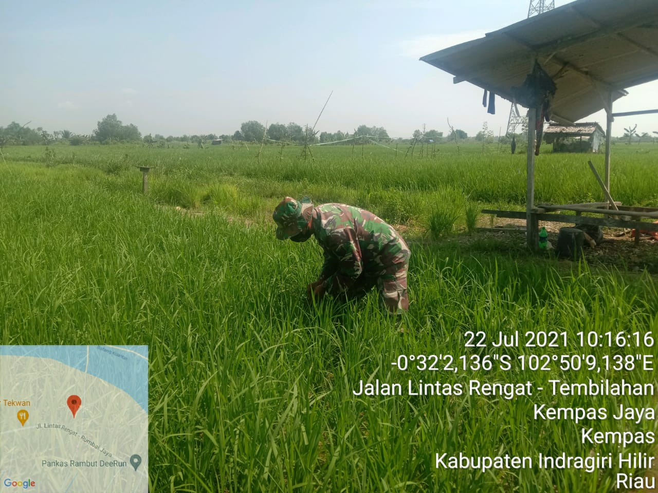 Babinsa Koramil 03/Tempuling Bantu Petani Bersihkan Rumput di Persawahan