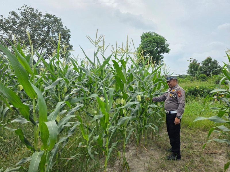 Panit 2 Lantas Polsek Siak Sambangi Kebun Jagung Warga, Berikan Dukungan Program Ketahanan Pangan Nasional