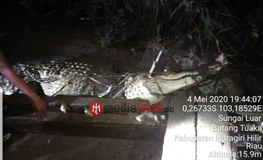 Setelah 5 Hari Pencarian, Buaya Penyebab Raibnya Warga Sungai Luar-Inhil Berhasil Ditangkap