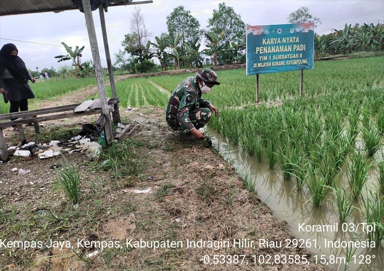 Serma Syamsul Azman Pantau Perkembangan Padi Didemplot Koramil 03/Tempuling