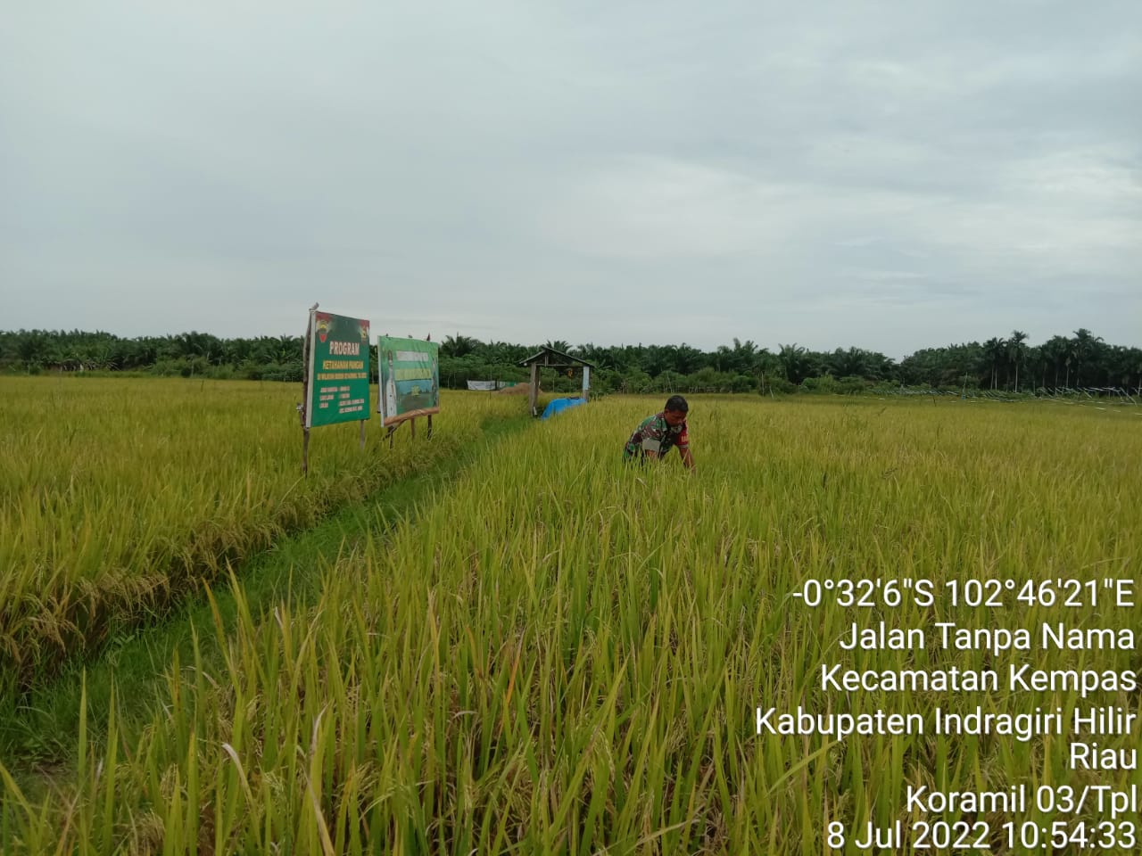 Babinsa 03/Tempuling : Tidak Sabar Menunggu Masa Panen