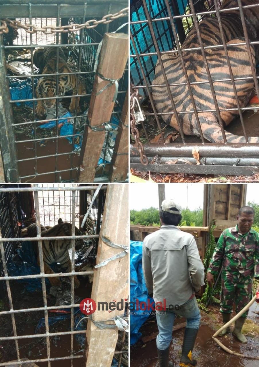 Sertu Supriadi Koramil 10/Pelangiran dan Tim Mitigasi Lakukan Evakuasi Harimau Sumatera