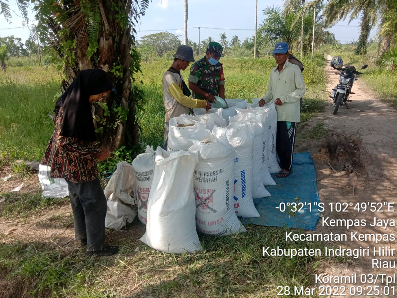 Komsos Dengan Poktan Makmur, Babinsa 03/Tempuling Bantu Panen Padi