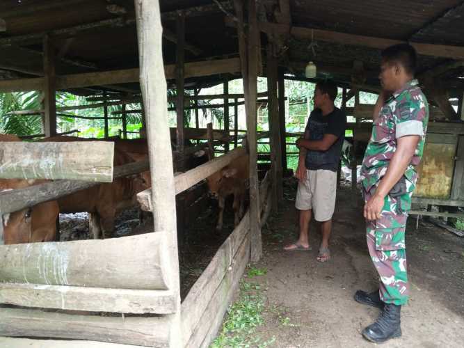 Antisipasi Wabah PMK, Babinsa Koramil 05/Peranap Pantau dan Cek Kesehatan Ternak Sapi Milik Warga