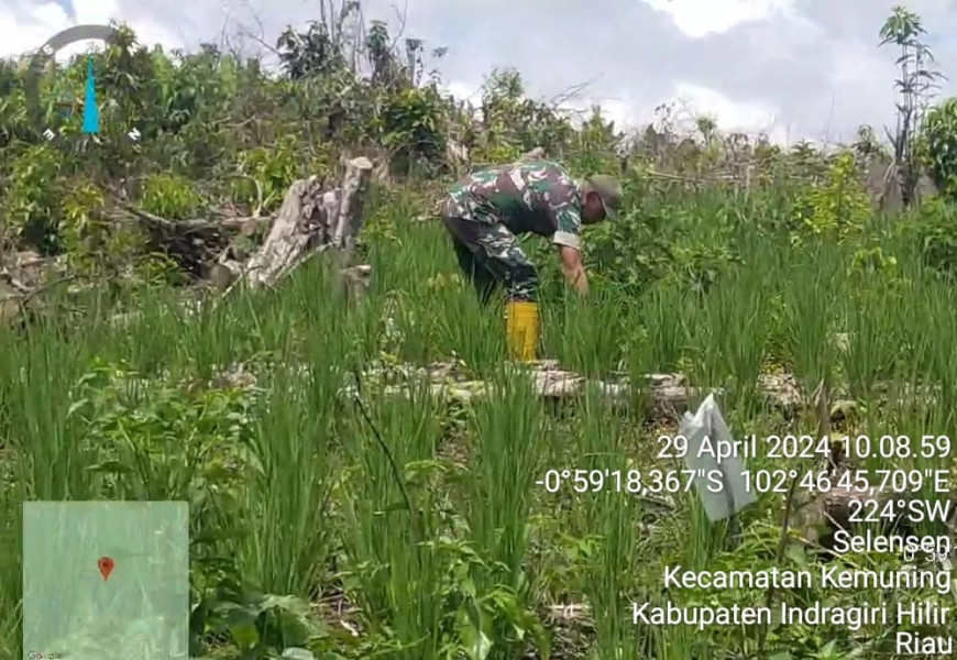 Babinsa Koramil 09/Kemuning Dampingi Penanaman Padi Gogo Bersama Warga