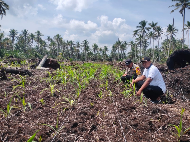 Polsek Keritang Pantau Progres Perawatan Jagung Program Asta Cita di Desa Lintas Utara