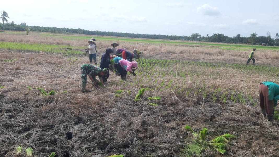 Penanaman Padi di Desa Pulau Kecil: Babinsa Koramil 07/Rth Bersama Masyarakat untuk Meningkatkan Ketahanan Pangan