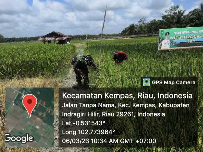 Pantau Perkembangan, Tanaman Padi Rutin Dilakukan Oleh Babinsa 03/Tpl Sertu Mardia