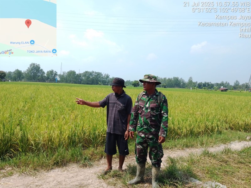 Sertu Pardamaean Siregar: Mengunjungi Lahan Sawah yang Menguning dan Subur di Kelurahan Kempas Jaya