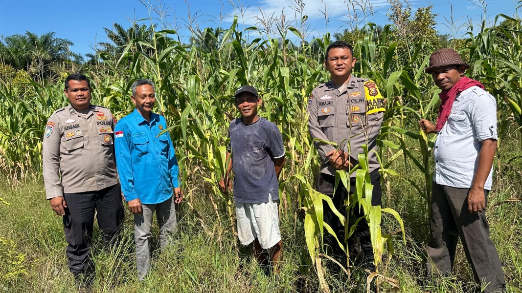 Polsek Koto Gasib Perkuat Sinergi Dengan Petani Jagung dan PPL Pertanian