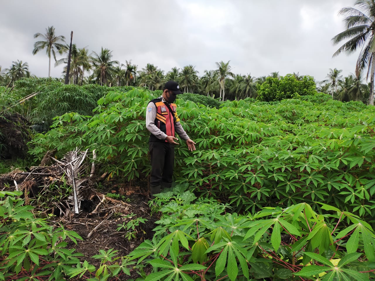 Bhabinkamtibmas Teluk Pinang GAS Lakukan Pengecekan Tanaman Hanpangan Ubi