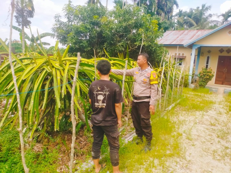 Dukung Ketahanan Pangan, Bhabinkamtibmas Polsek Keritang Sambangi Kebun Buah Naga Milik Warga
