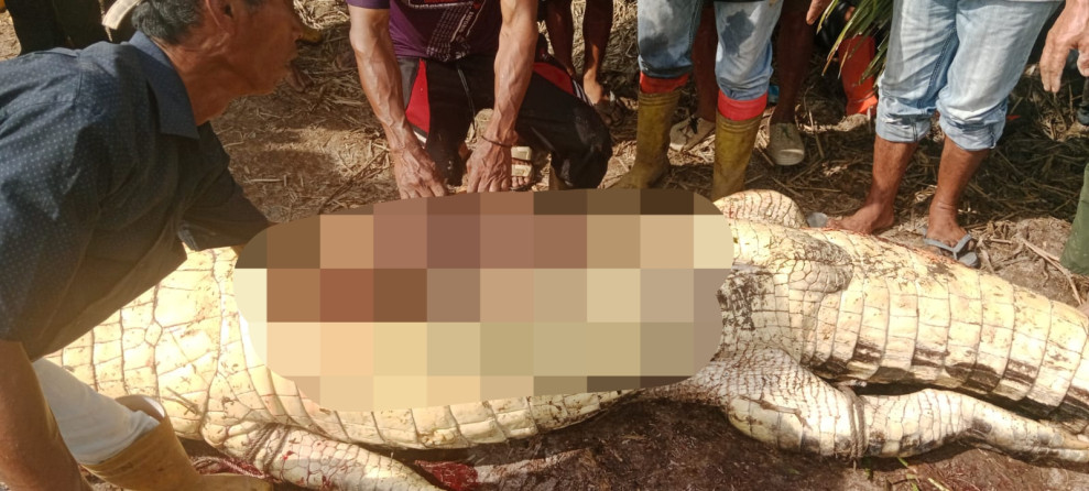 Ganas, Kepala Pemancing Ditemukan di Dalam Perut Buaya