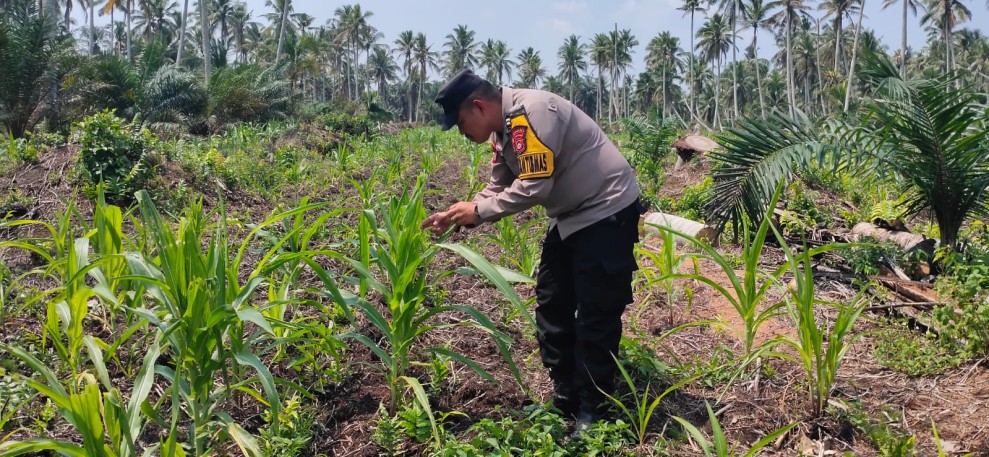 Polri untuk Negeri: Pemantauan Rutin Polsek Keritang Demi Panen Jagung yang Menghidupi