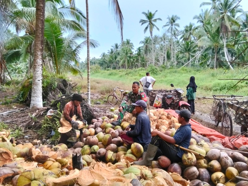 Serda Suirwansah: Komsos Humanis di Kebun Kelapa, Sentuhan Babinsa Eratkan Hati Petani