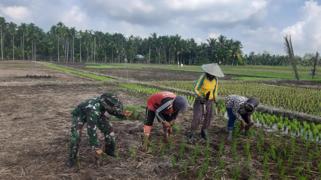 Babinsa Koramil 07/Reteh Lakukan Pengecekan Penanaman Padi di Persawahan
