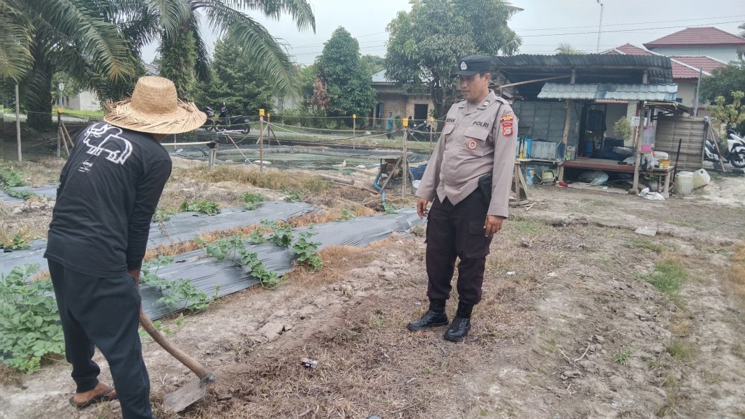Bhabinkamtibmas Polsek Siak Ajak Petani Dukung Ketahanan Pangan Melalui Tumpang Sari Jagung