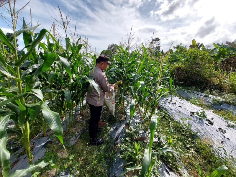 Bhabinkamtibmas Kelurahan Tanjung Uncang Dukung Program Ketahanan Pangan Lewat Panen Jagung Bersama Kelompok Tani